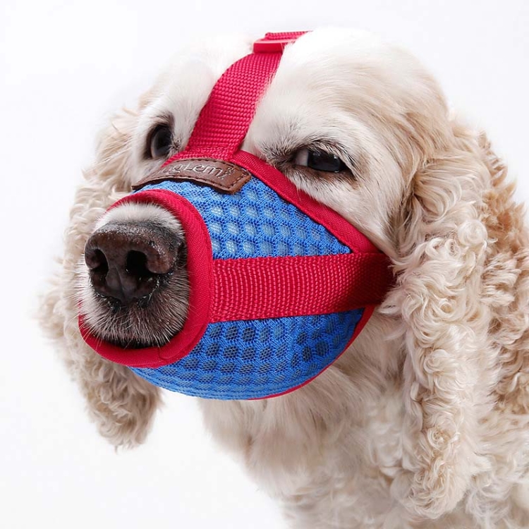 Red fashion muzzle on dog