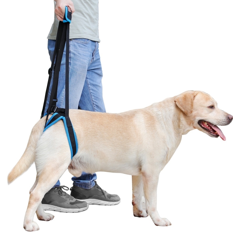 dog back belt