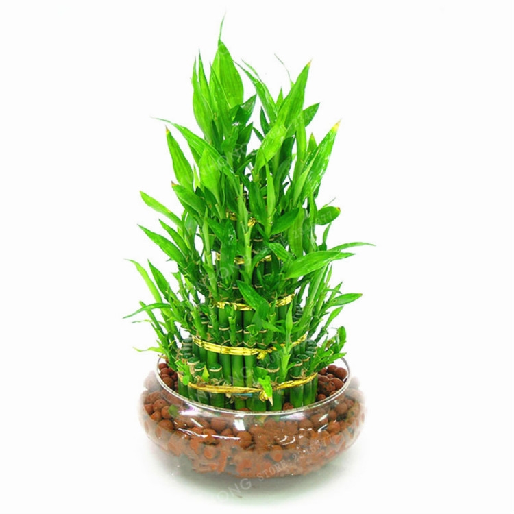 Lucky Bamboo Choose Potted Bonsai Variety Complete Dracaena 100 PCS/Bag 