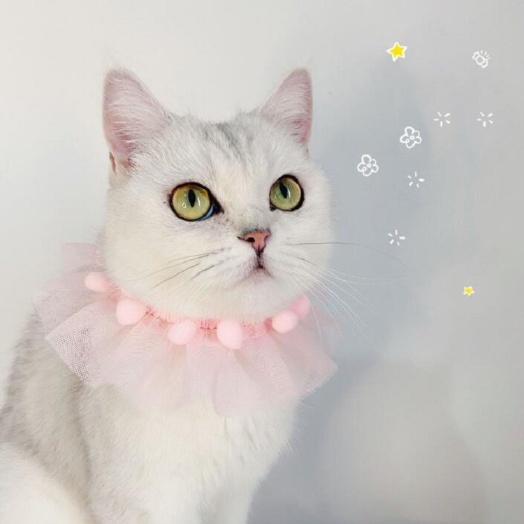 Lace Pet Adjustable Collar Cat Dog Photo Accessories, Size:M 25-30cm(White)