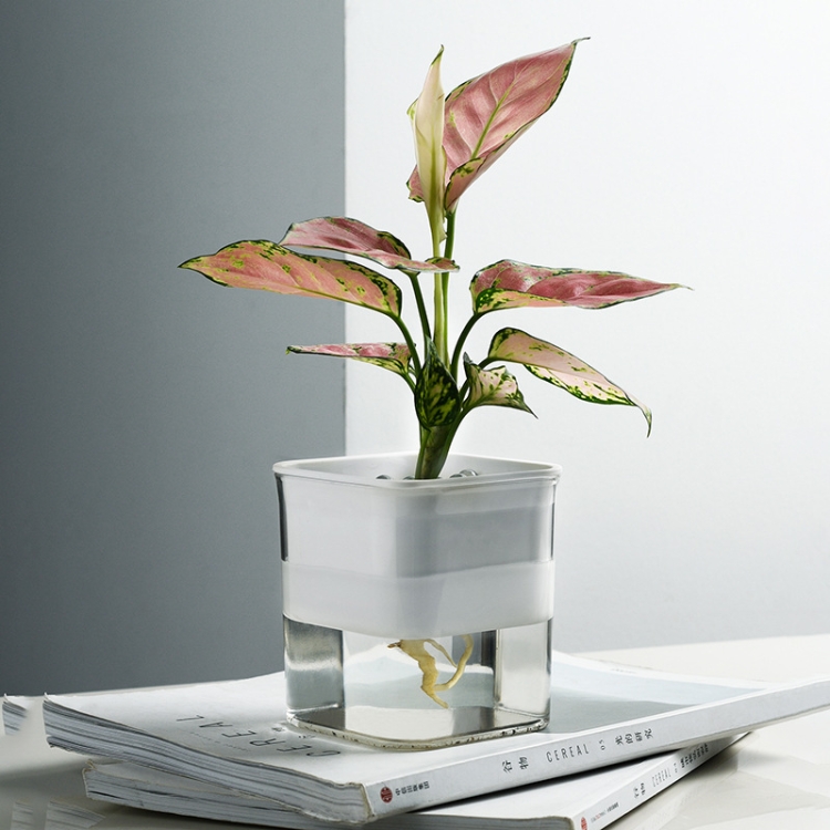 Hydroponic Transparent Visible Plastic Flower Pot, Size: 10x10x11.3cm(White) - B2