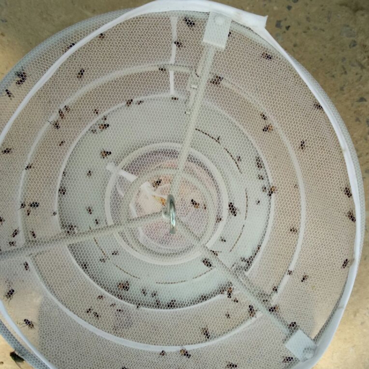 CXW003 2 pièces piège à mouches tueur de mouches domestique attrape-mouches