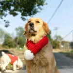 애완 동물 크리스마스 양모 스카프 중형 및 대형 개 타액 수건, 크기 : XXS