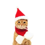 크리스마스 주변의 고양이 개 크리스마스 모자 의류 액세서리, 크기 : S