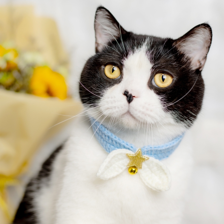 

2 PCS Knitted Cat Small Bow Tie Cute Winter Warm Cat Scarf(Blue)