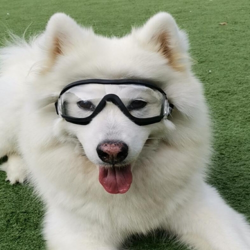 

Pet Goggles Dog Transparent Glasses Waterproof Windproof Snow Goggles Dog Glasses(Transparent)